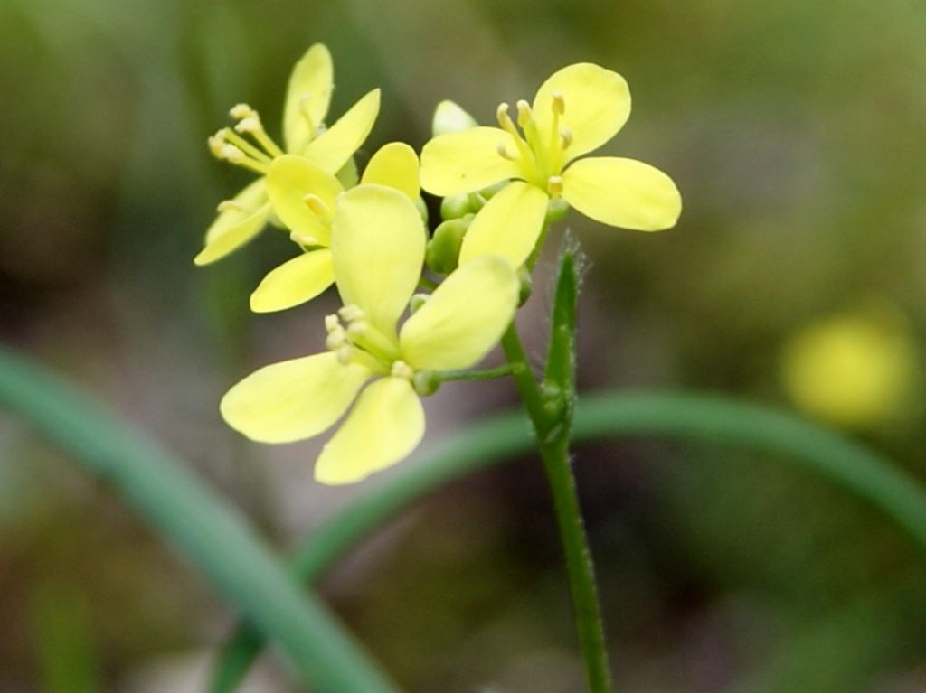 fiorellini gialli - cfr. Biscutella didyma